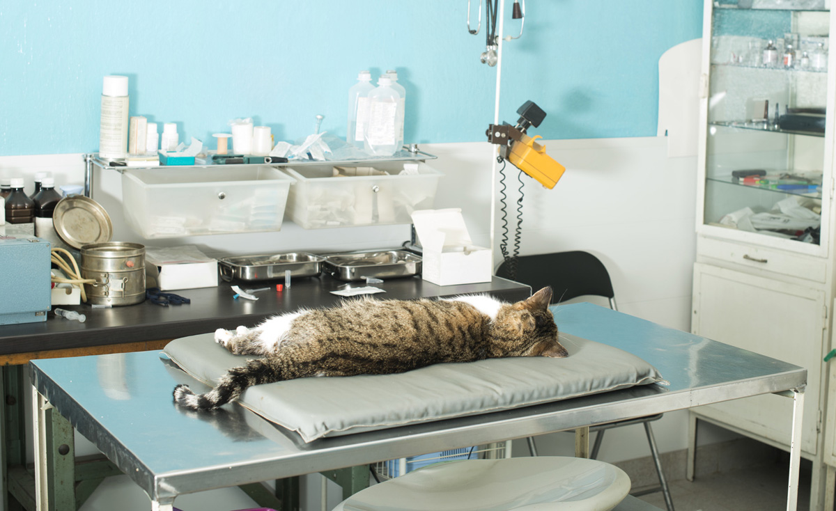 Лапраскопическая стерилизация кошки на дому в Шатуре и Шатурском районе Московской области