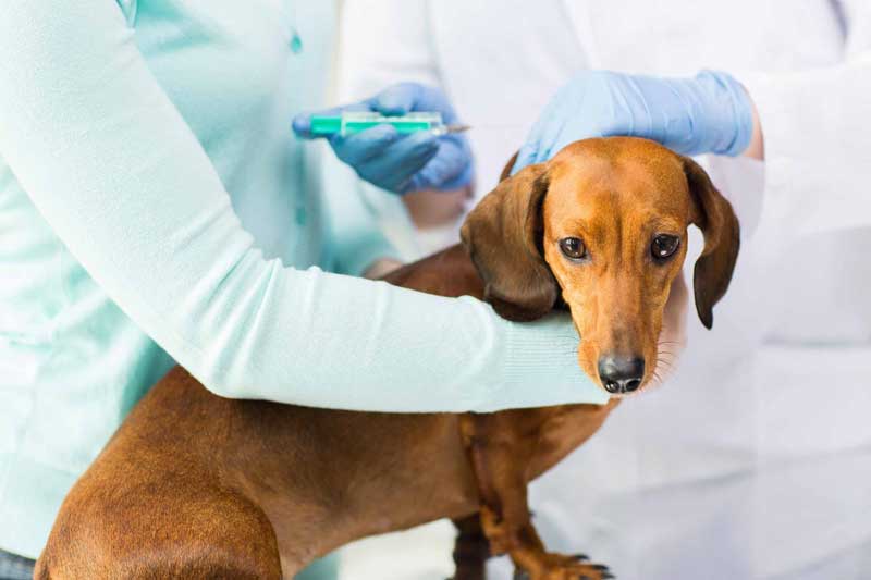 Вакцинация животных в городе Шатура Московская область