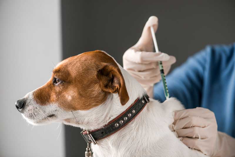 Вакцинация собаки, кошки в городе Шатуре и Шатурском районе Московской области
