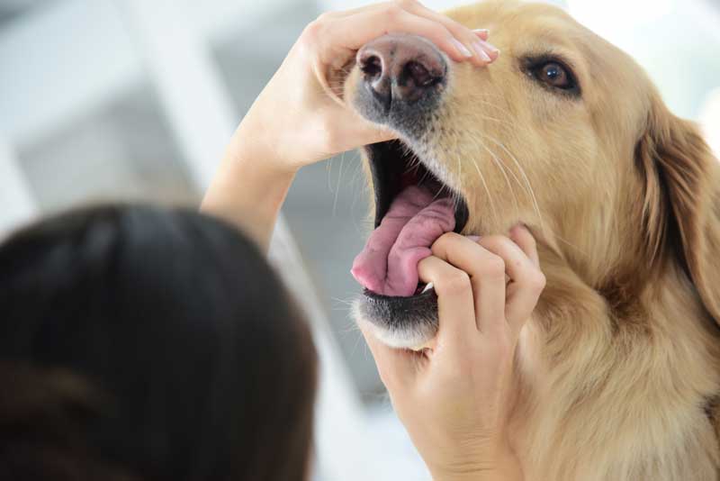 Вызов на дом ветеринара стоматолога для животных по городу Шатуре и в Шатурском районе Московской области