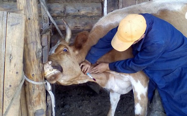 Ветеринар на дом для коровы, лошади, барану, козе Шатуре и Шатурском районе Московской области