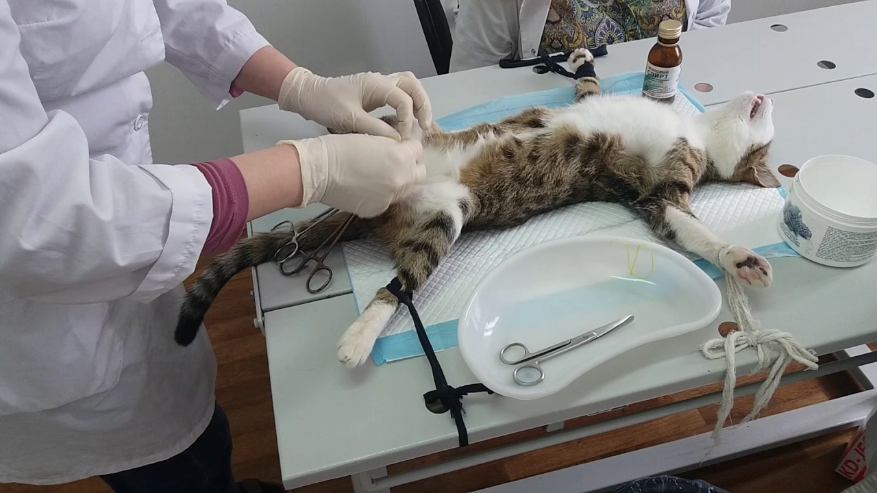 Лапраскопическая стерилизация кошки в городе Шатура Московской области