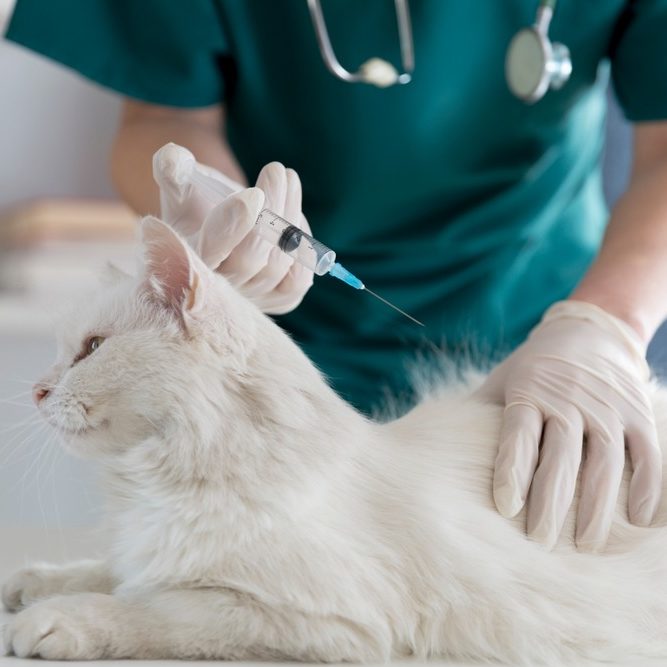 Вакцинировать животное собаку или кошку в городе Шатура