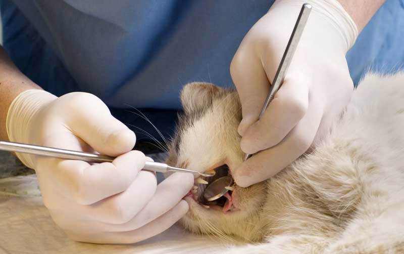 Чистка зубов у животных (собак, кошек) ультразвуковом в городе Шатура