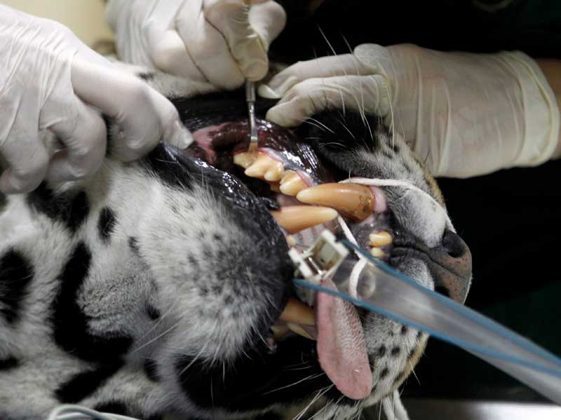 Зубной ветеринар для собаки, кошки на дом в городе Шатура районе Московской области