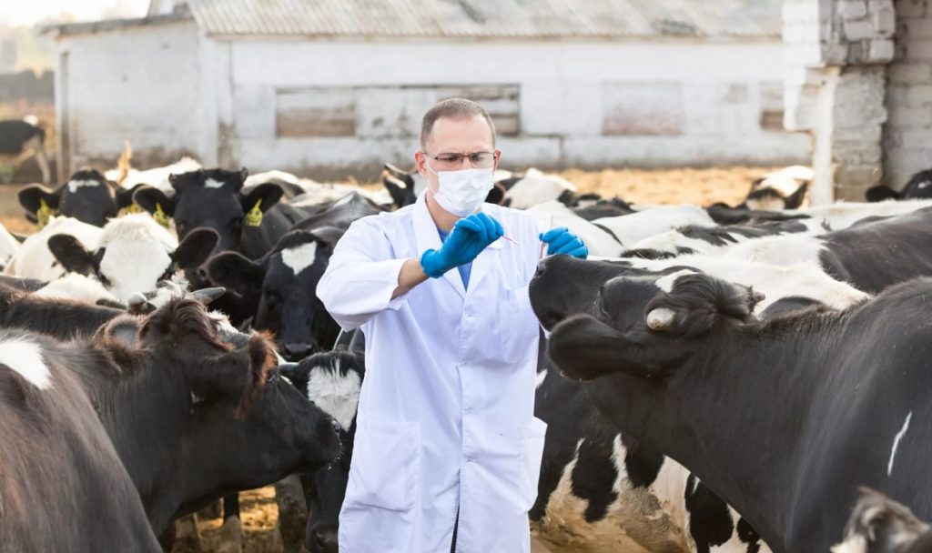 Вакцинация обработка сельскохозяйственных животных (коз, лошадей, баранов, коров) Шатуре и Шатурском районе